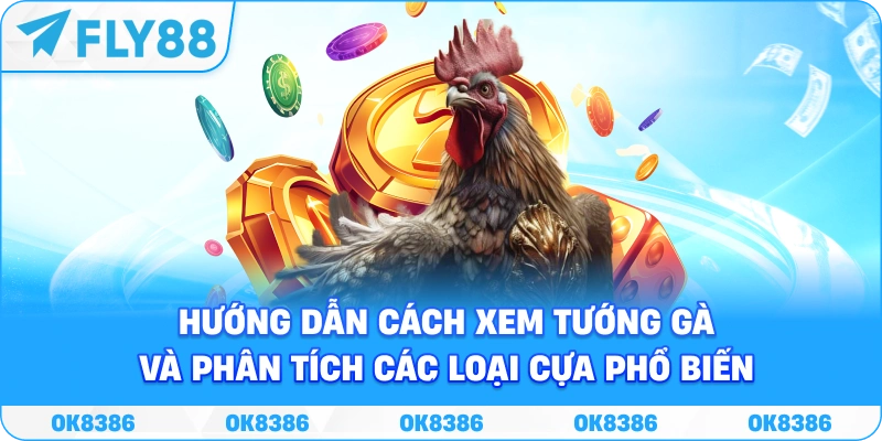 Đá Gà FLY88 – Sảnh Cược Trực Tuyến 2026 - Winqube88 Đá Gà FLY88 – Sảnh Cược Trực Tuyến 2026 - Winqube88