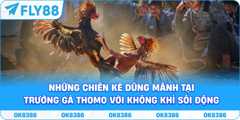 Đá Gà FLY88 – Sảnh Cược Trực Tuyến 2026 - Winqube88 Đá Gà FLY88 – Sảnh Cược Trực Tuyến 2026 - Winqube88