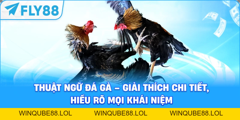 Đá Gà FLY88 – Sảnh Cược Trực Tuyến 2026 - Winqube88
